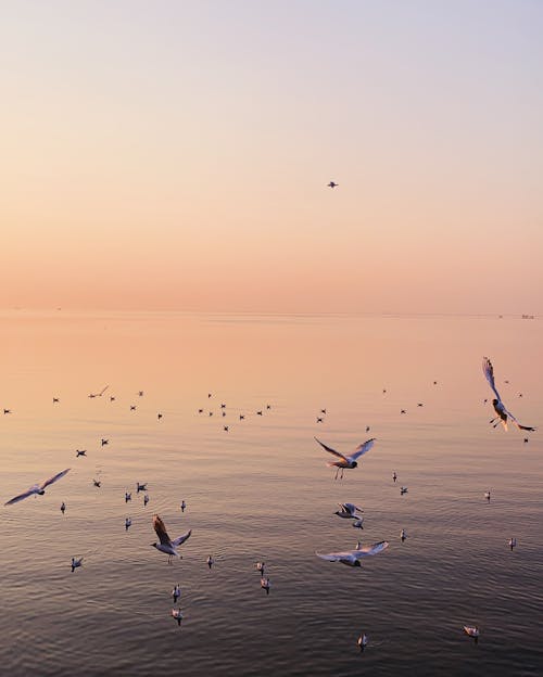 Flock of seagulls spreading wings soaring over rippling surface of sea under cloudless sundown sky