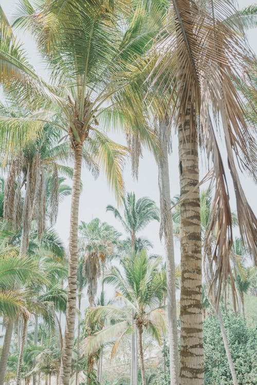 Gratis arkivbilde med høye trær, kokospalmer, palmetrær