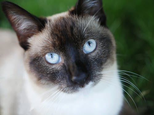 Fotobanka s bezplatnými fotkami na tému fúzy, mačací, siamské mačka