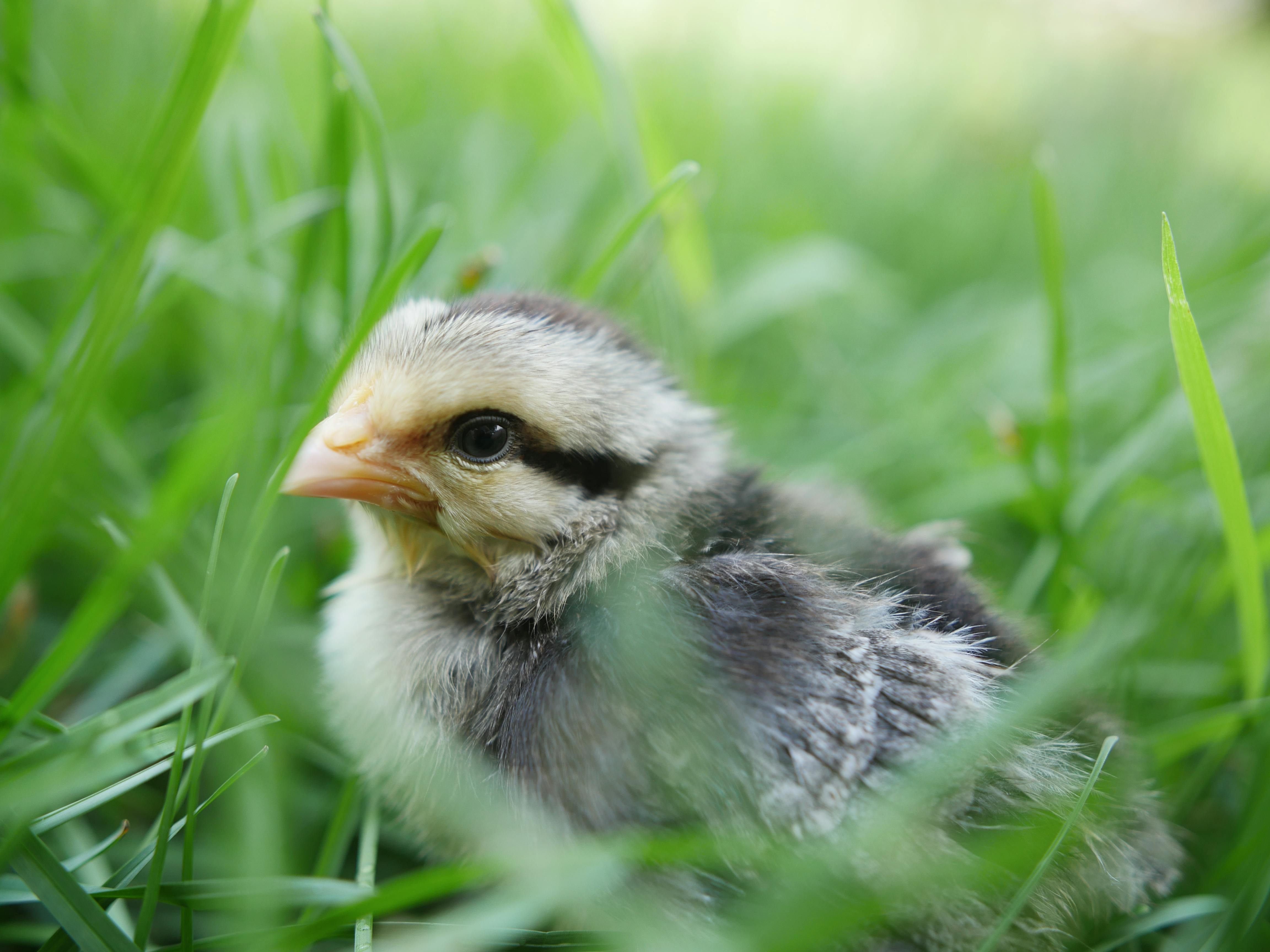 Close-Up Photo of Chick · Free Stock Photo