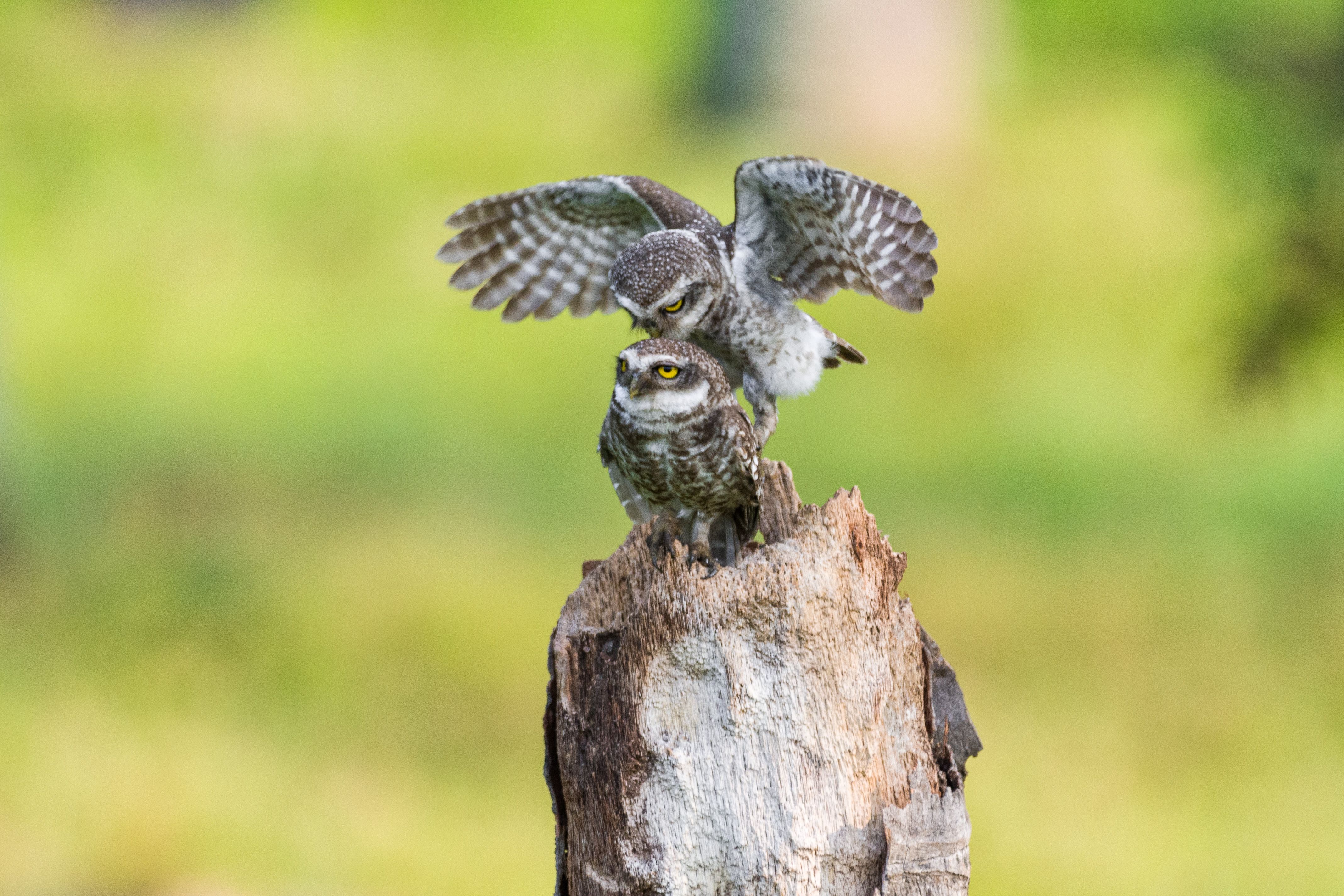 800+ Best Owls Photos · 100% Free Download · Pexels Stock Photos