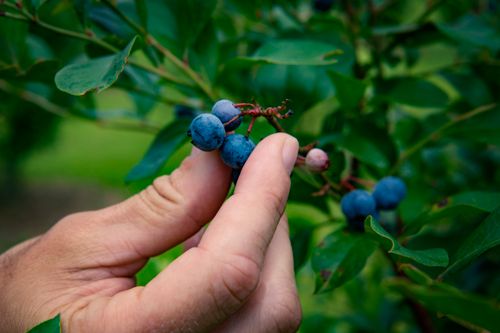 Free A hand gently picks ripe blueberries from a bush in a lush green setting, emphasizing organic freshness. Stock Photo