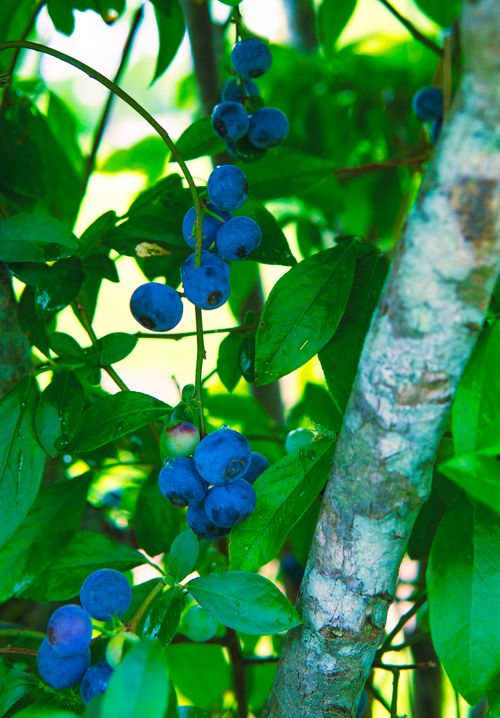 Free Close-up of ripe organic blueberries with green leaves, showcasing freshness and health benefits. Stock Photo