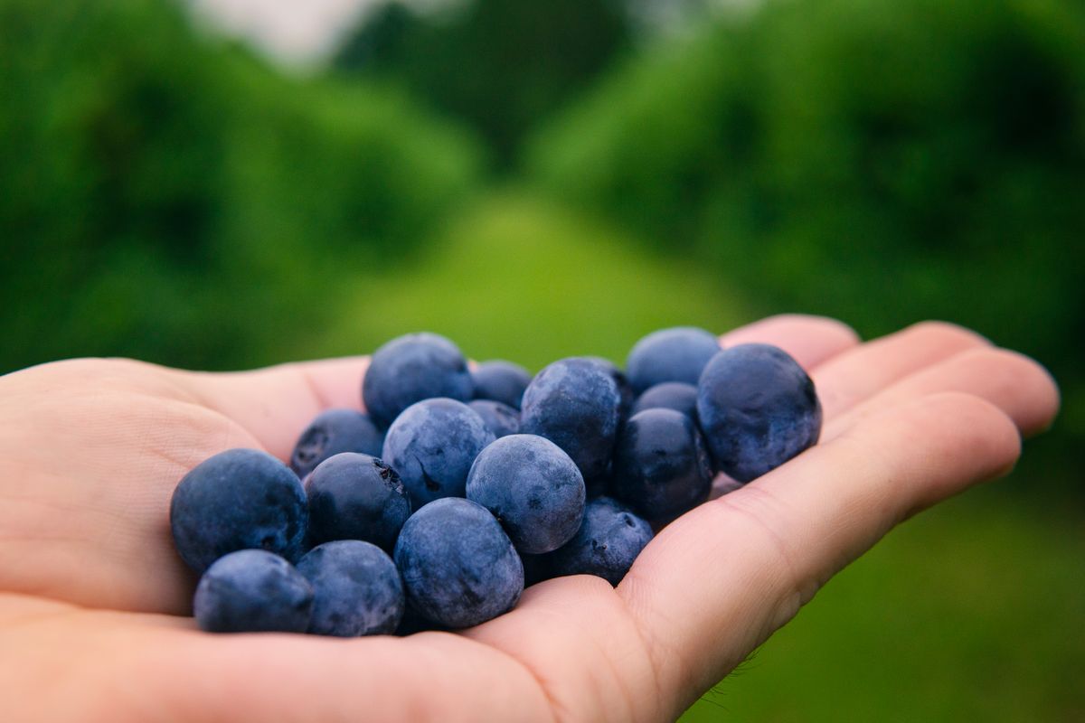 lavoro raccolta frutta italia frutteto