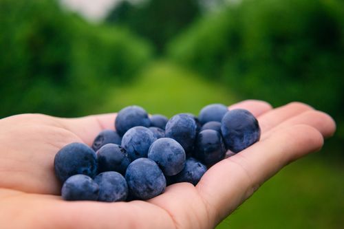 Free A hand holds ripe blueberries with a blurred green background, showcasing fresh organic fruit. Stock Photo