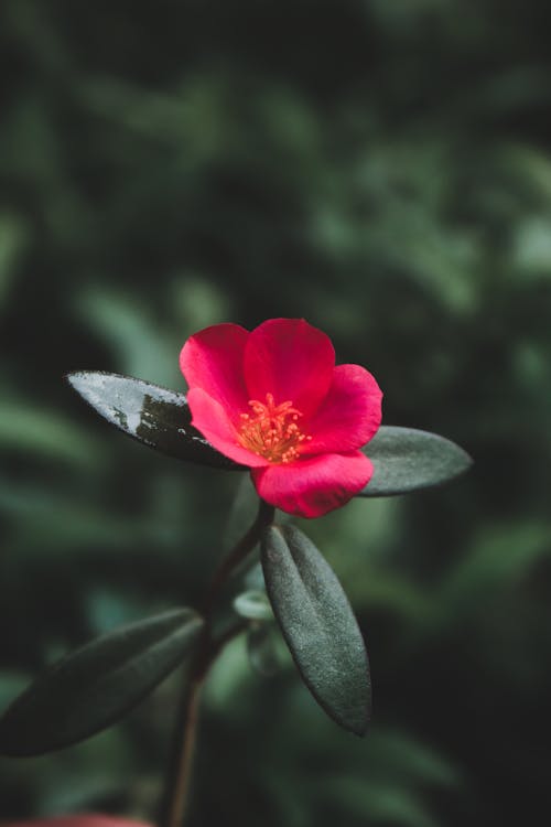 Close Up Photo of a Red Flower 