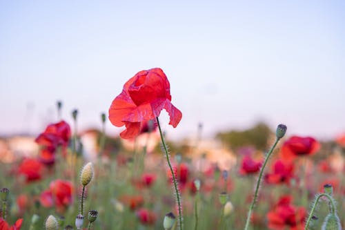 Close-up of Poppies on a Field 