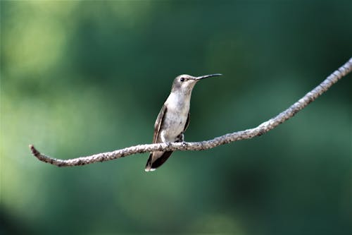 Fotos de stock gratuitas de animal, bokeh, de cerca