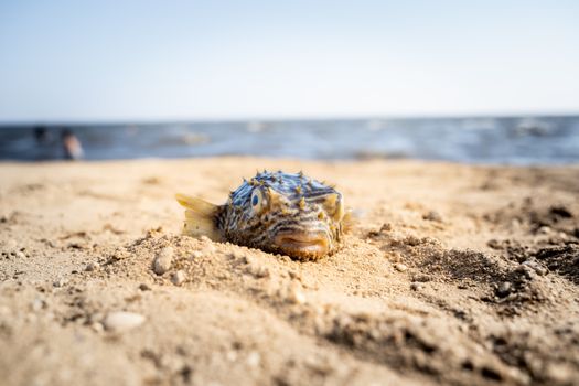 Close-Up Shot of a Pufferfish on the Sand