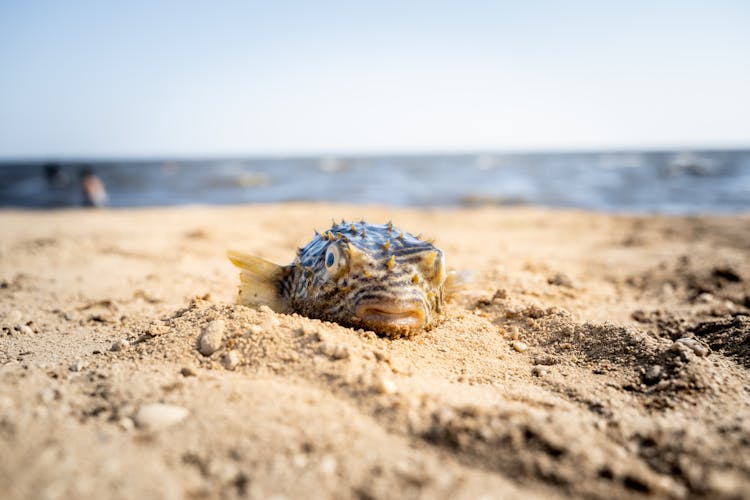 Close-Up Shot Of A Pufferfish On The Sand