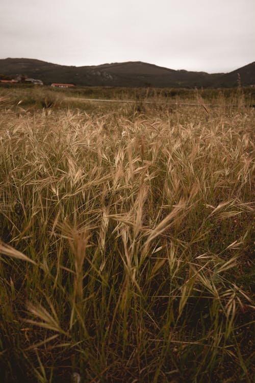 A Grassy Field