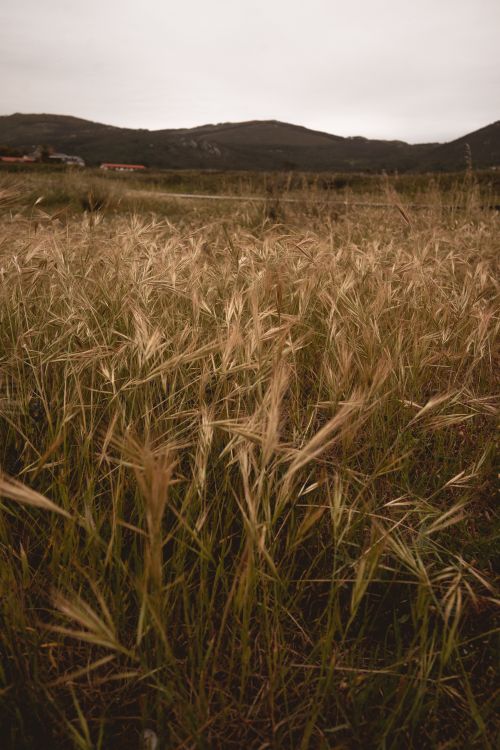 Free Golden grass field with distant hills under a cloudy sky, perfect for nature-themed projects. Stock Photo