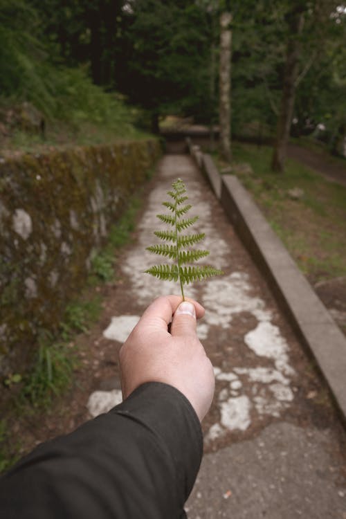 Point of View of a Person Holding Green Leaf