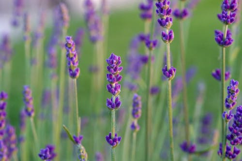 Kostnadsfri bild av blommor, blomning, delikat