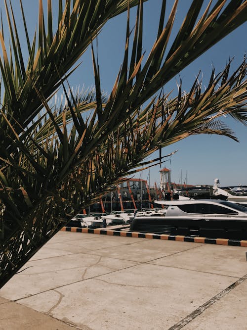 Leaves and Yachts in Marina