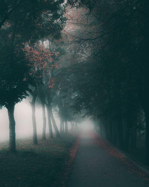 Free A mysterious foggy path through a forest with trees and autumn leaves in Russia. Stock Photo