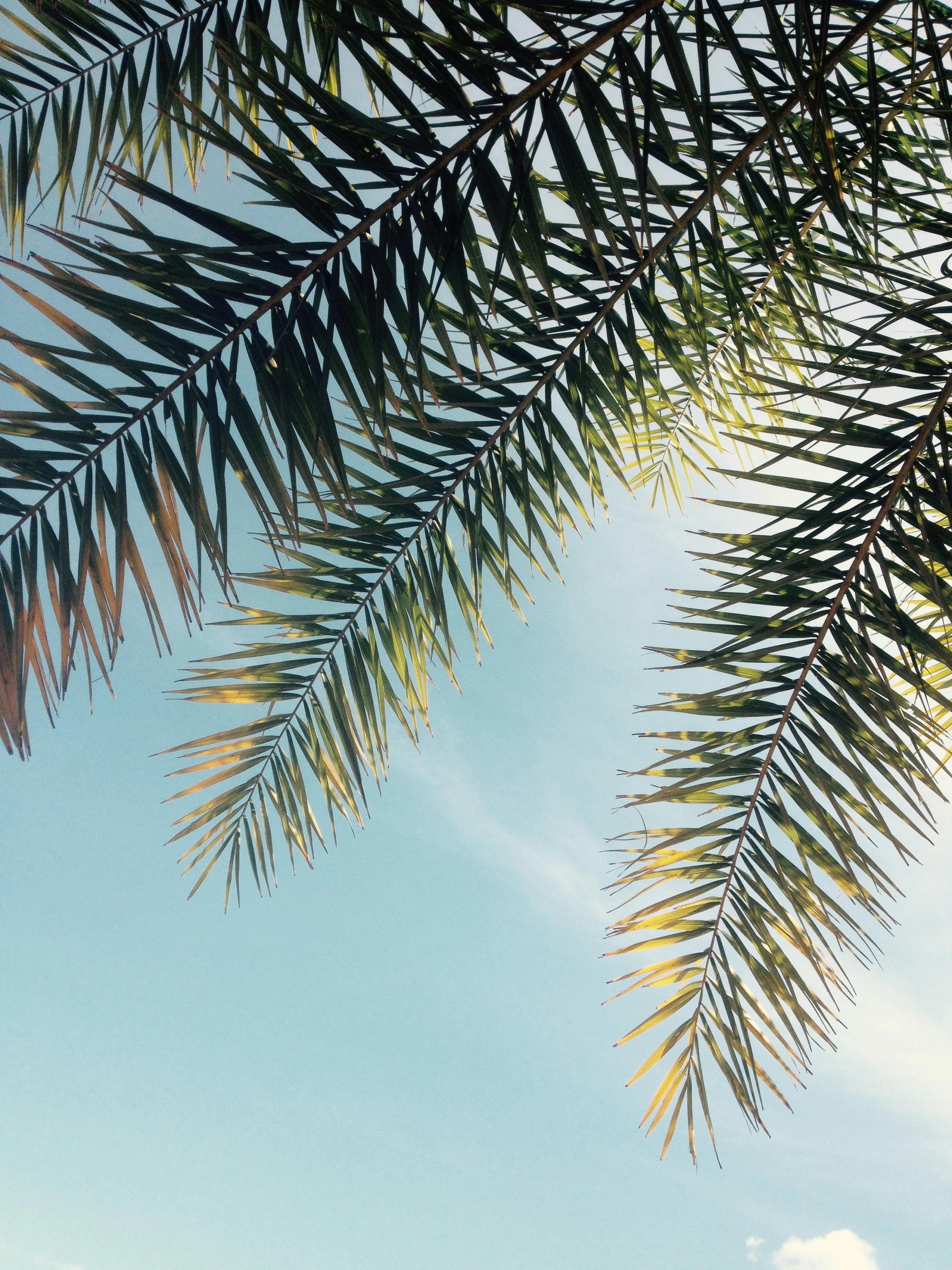 Photo of Green Plant Under Clear Sky · Free Stock Photo