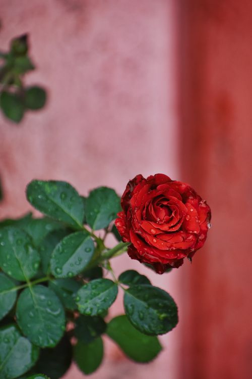 Free Vivid red rose in bloom with water droplets on leaves seen in an outdoor setting. Stock Photo