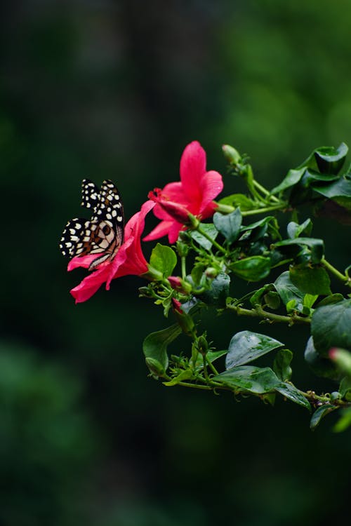 Foto profissional grátis de borboleta, flores cor-de-rosa, fundo desfocado