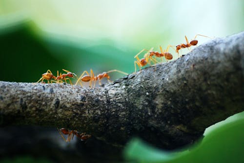 Foto Macro De Cinco Formigas Laranjas