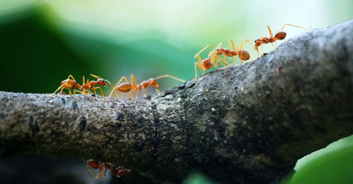 Macro Photo of Five Orange Ants