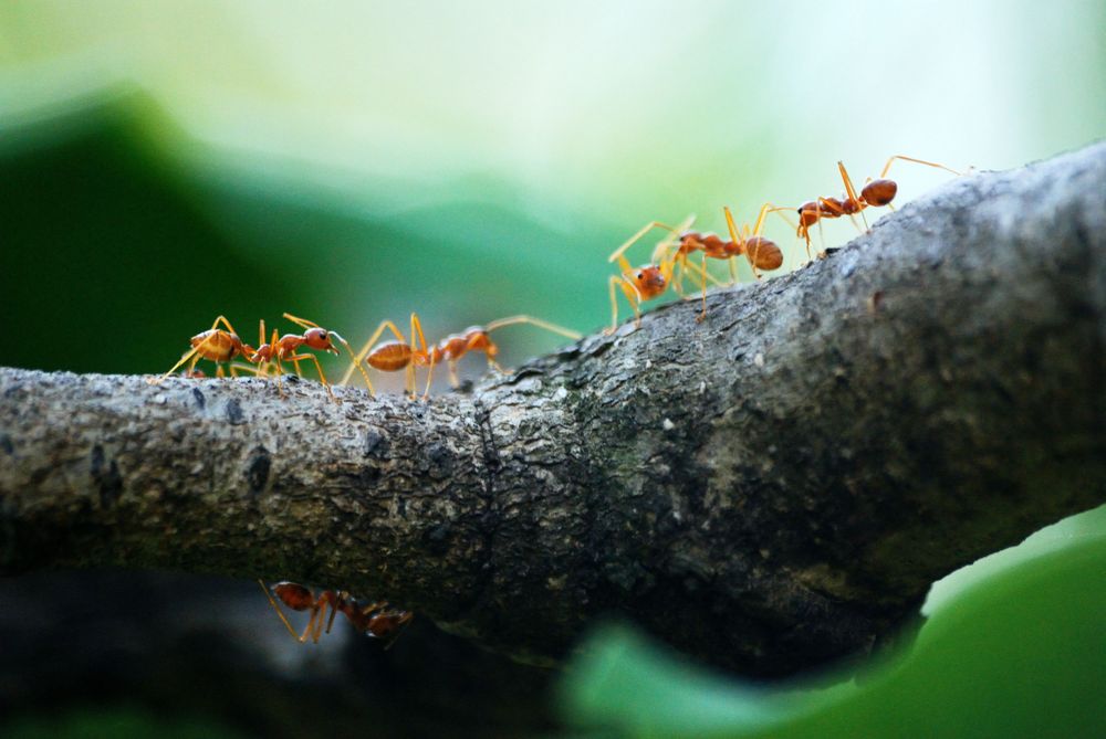 Macro photograph of a colony of ants working together on a tree branch
