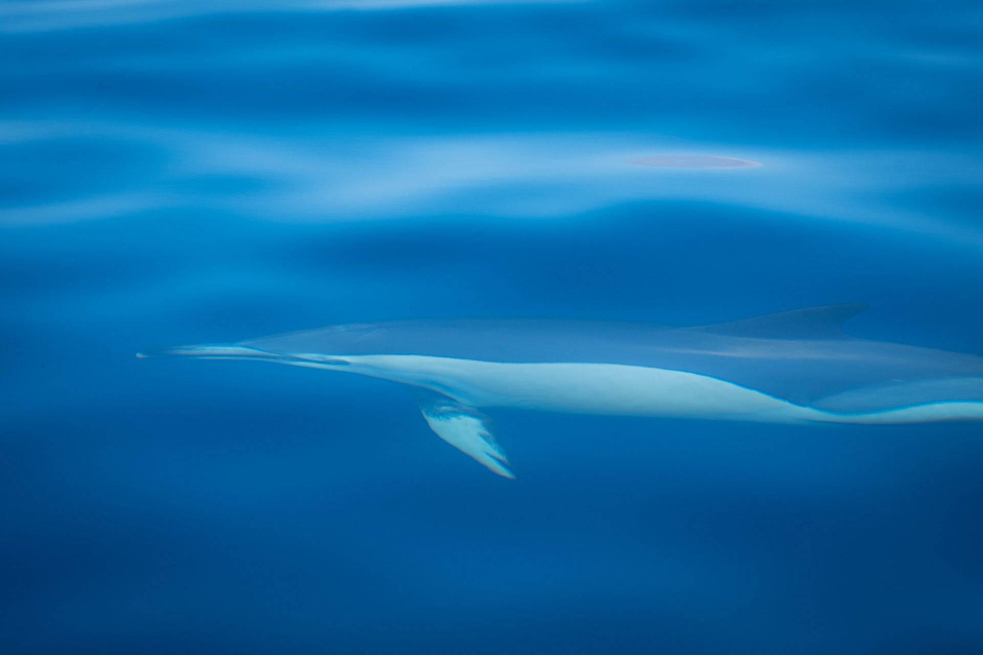 A dolphin swimming elegantly beneath calm, blue waters, showcasing serene underwater beauty.