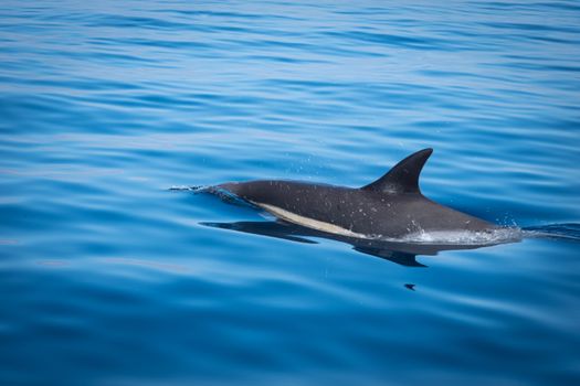 A dolphin gracefully glides through the azure waters of the Algarve, Portugal.