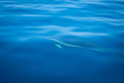 A Dolphin Swimming Under the Blue Sea
