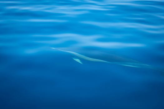 A dolphin peacefully swims beneath the tranquil blue ocean waters, showcasing marine wildlife.