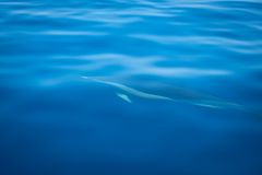 Nelson Island Seamount