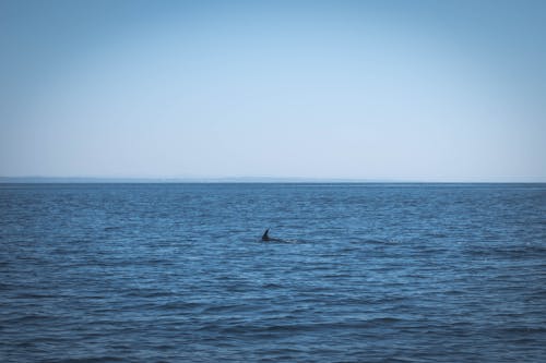 Free A Black Dolphin Swimming in the Vast Ocean Stock Photo