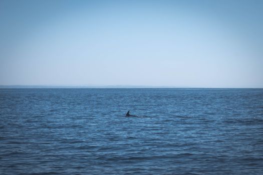 A solitary dolphin fin breaks the calm surface of the Algarve sea on a clear day.