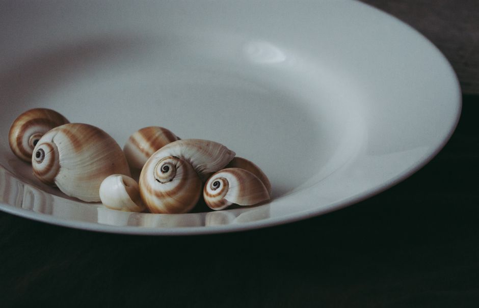 Close up Photo of a Spiral Seashell · Free Stock Photo