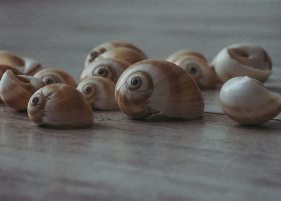 Close up Photo of a Spiral Seashell