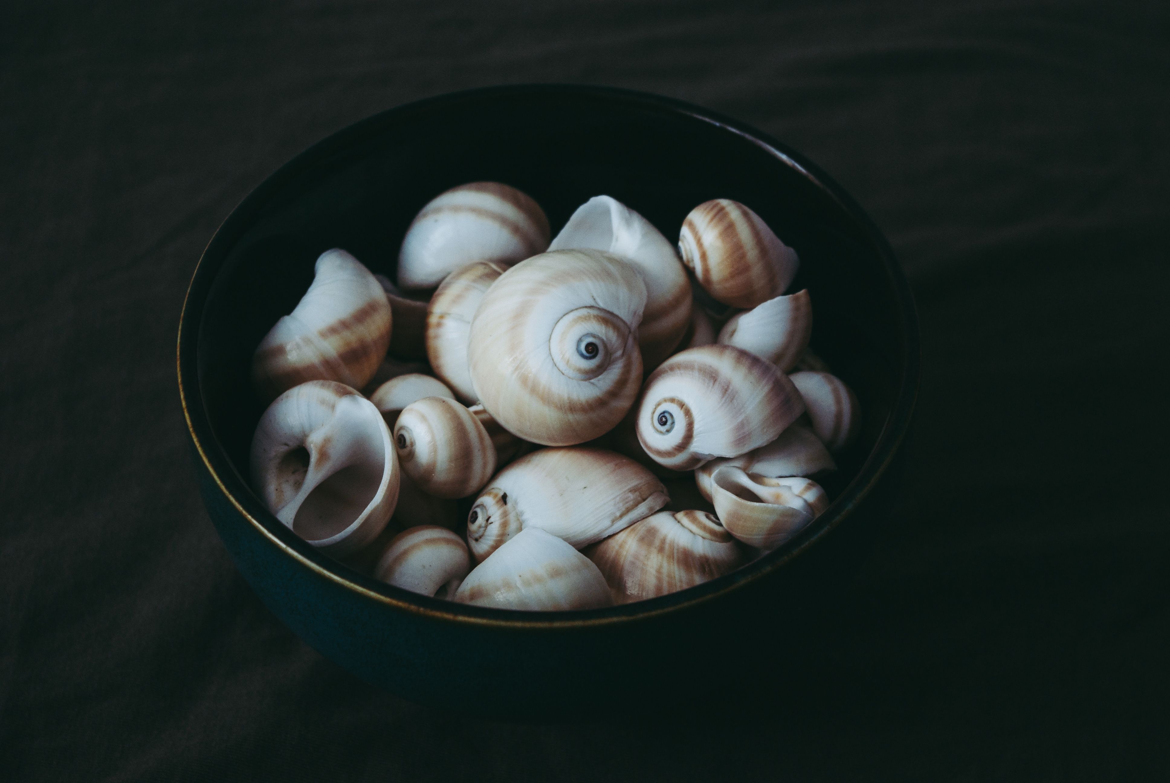 A collection of spiral sea shells in a dark bowl, captured in a muted and artistic style.