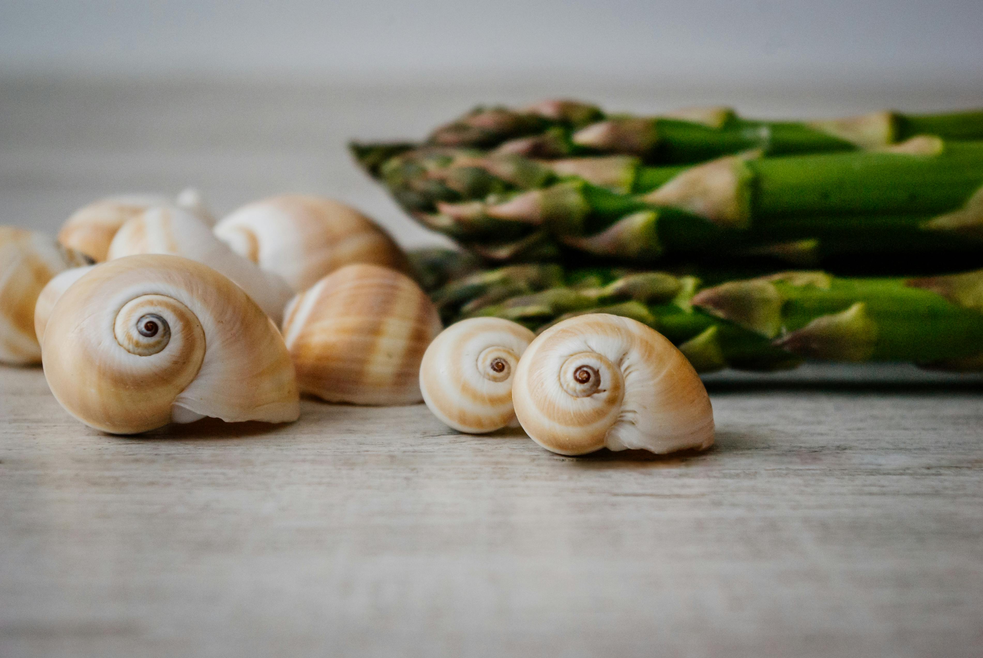 Snails with Asparagus · Free Stock Photo