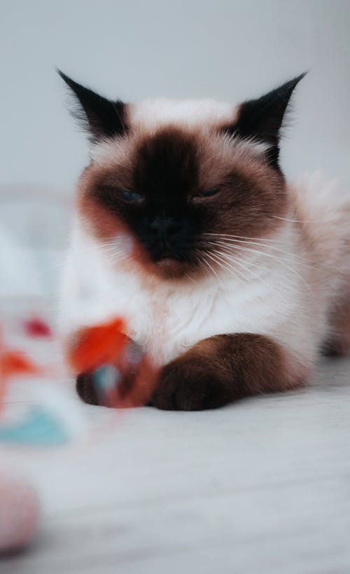 Close-Up Shot of an Adorable Siamese Cat