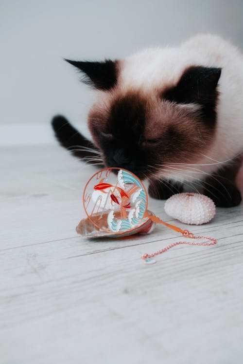 Close-Up Shot of an Adorable Siamese Cat Smelling an Object