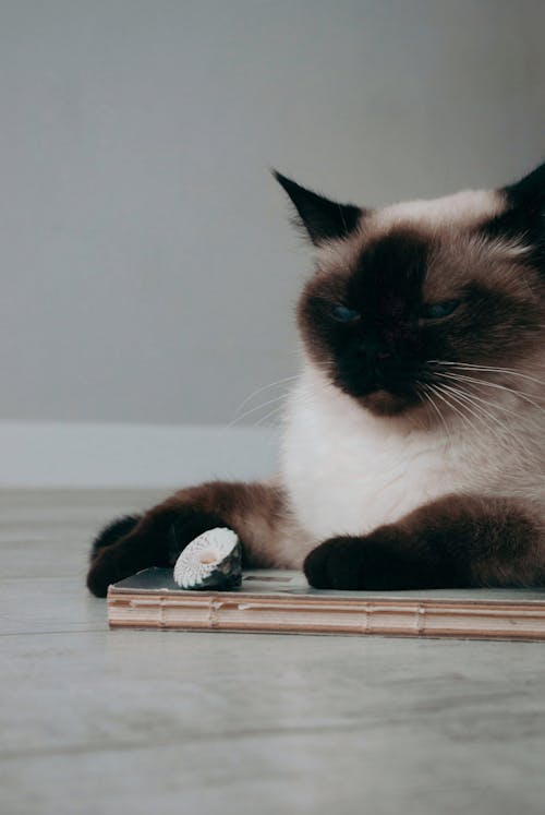 Close-Up Shot of A Siamese Cat Looking at Camera