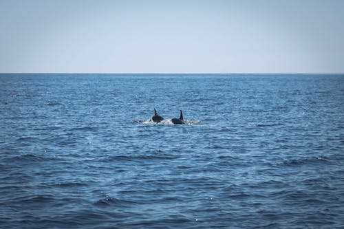 Δωρεάν στοκ φωτογραφιών με δελφίνια, θάλασσα, κολύμπι Φωτογραφία από στοκ φωτογραφιών