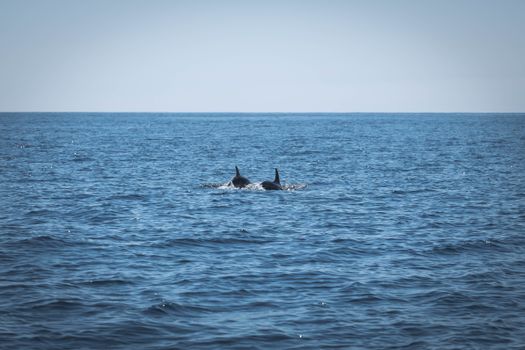 dolphin photo