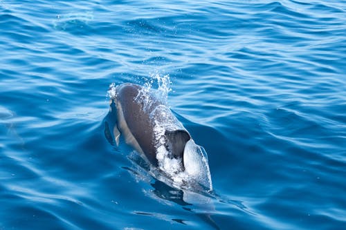 Foto d'estoc gratuïta de animals aquàtics, cos d'aigua, delphinus