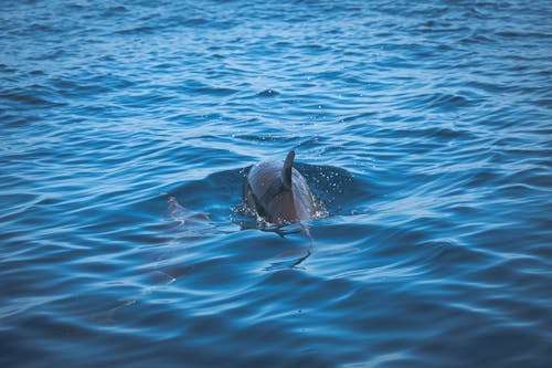 Foto d'estoc gratuïta de cos d'aigua, delphinus, dofí