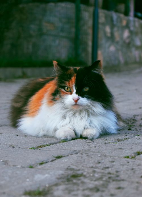 Free Charming close-up of a fluffy calico cat relaxing on a pavement outdoors. Ideal for pet lovers. Stock Photo
