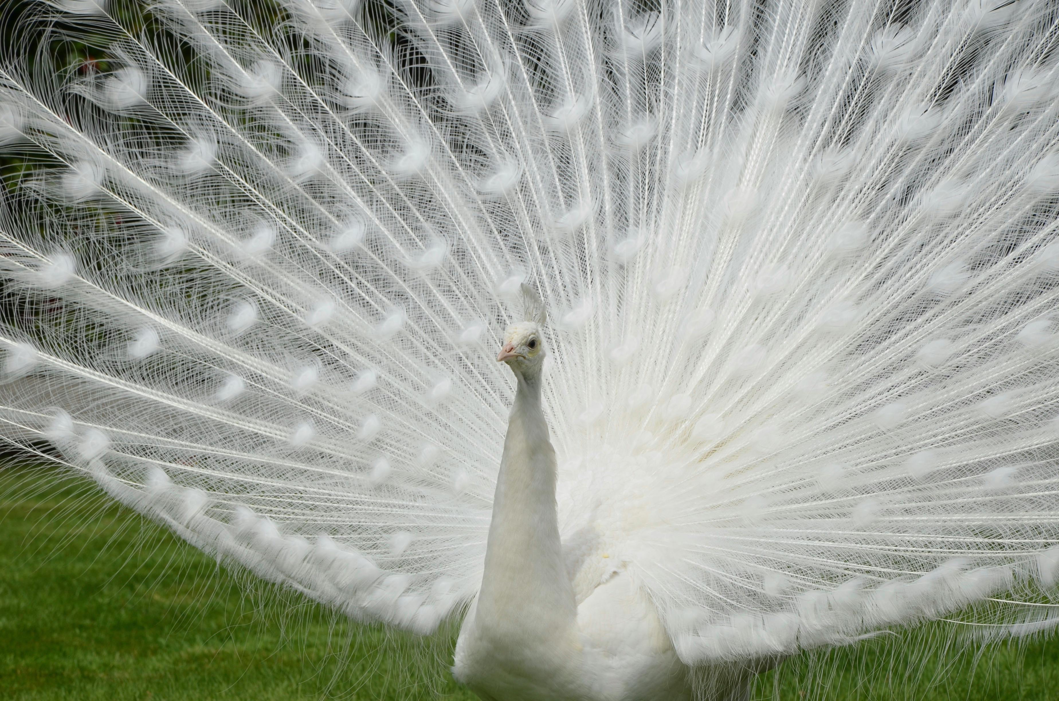 Free stock photo of aves, blanco, pavo real