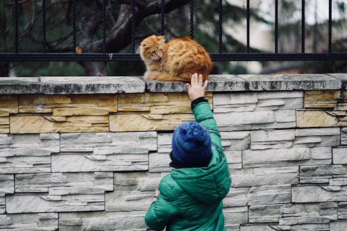 Free Person in Green Jacket Touching a Cat Stock Photo
