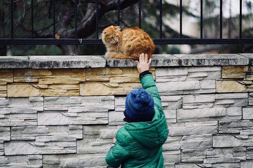 Person in Green Jacket Touching a Cat