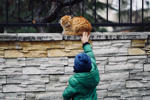 Free A child in green jacket and blue hat reaches towards a ginger cat sitting on a stone wall. Stock Photo