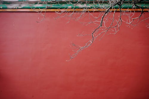 가지, 건물, 붉은 벽의 무료 스톡 사진